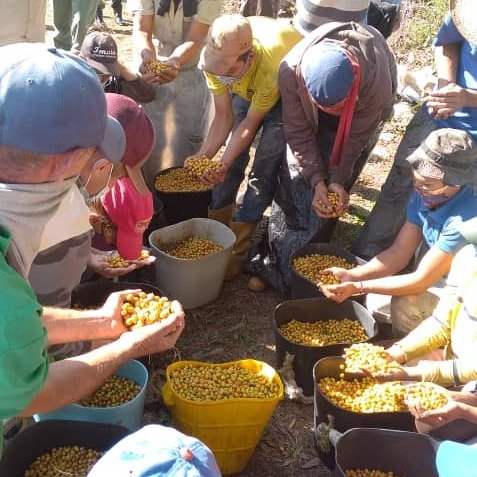 Durante la visita, el productor Vicente Carrillo mostró la exitosa experiencia de producción de café de calidad que cuenta con 3 hectáreas productivas en esta zafra 2020 - 2021, con un rendimiento de 120 quintales por ha, con manejo orgánico del rubro