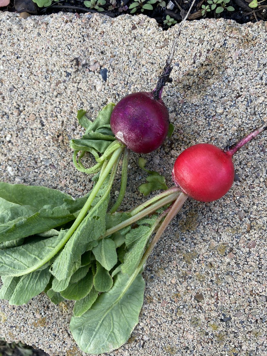 readygrowgarden's tweet photo. Happy Saturday gardening friends! It’s a wet, cool morning just like our fall veggies like it! We have another planting window for lettuce &amp; radish at the end of Jan. Is your school garden ready? 💚❤️💜#schoolgarden #fallveggies #gardening #growyourownfood #outdooreducation https://t.co/tWy9TAnXEh