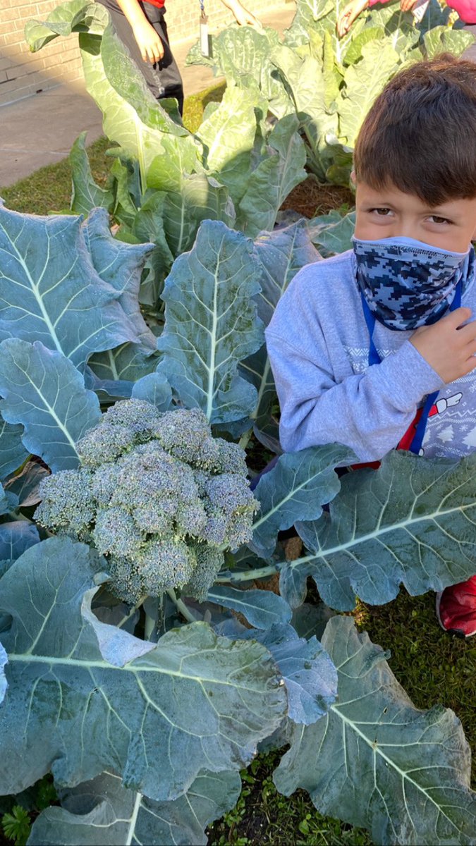 readygrowgarden's tweet photo. Happy Saturday gardening friends! It’s a wet, cool morning just like our fall veggies like it! We have another planting window for lettuce &amp; radish at the end of Jan. Is your school garden ready? 💚❤️💜#schoolgarden #fallveggies #gardening #growyourownfood #outdooreducation https://t.co/tWy9TAnXEh
