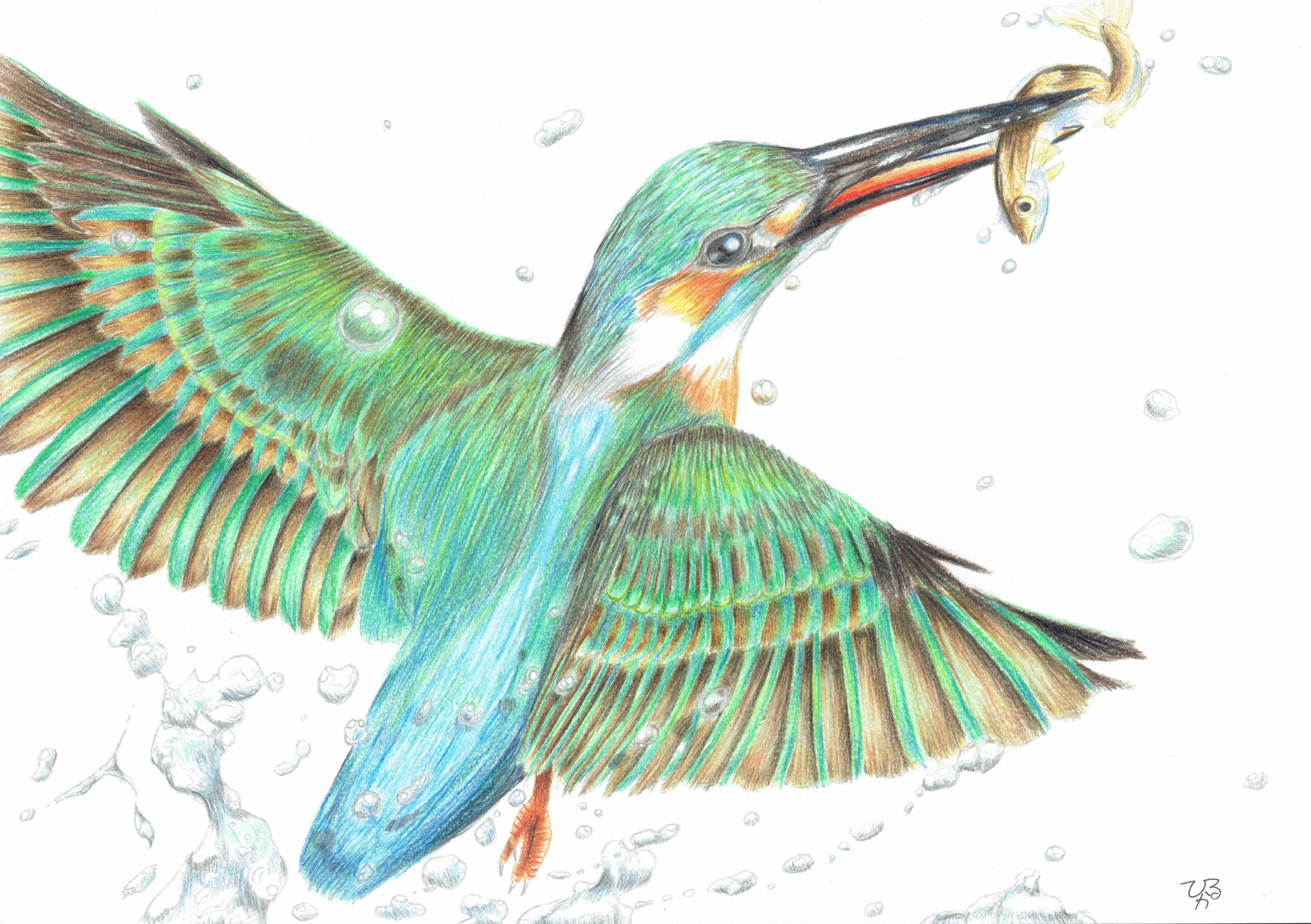 とよくん ひかる ホップ ひかる ホップ の 色鉛筆画 イラスト を紹介します 躍動感溢れる カワセミを描いた様です 小魚 ゲットだぜ 鮮やかな羽根 や飛び立つ時の 水しぶき が 繊細に表現されていますね きれいな青 で