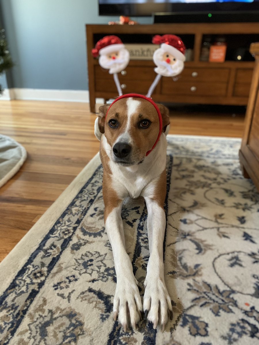 IreneCalvin's tweet photo. @AmyFreeze7 Khloe wants to be featured on you pets highlight please! https://t.co/rmMa0KIfoF