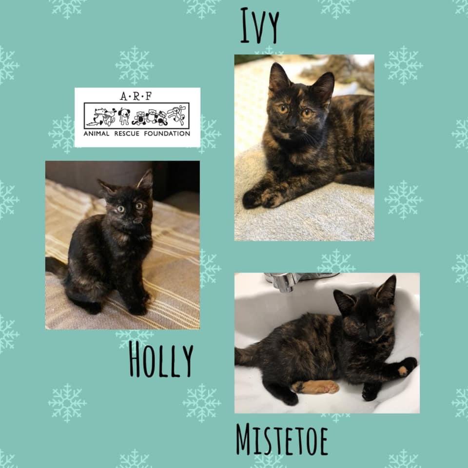 Our holiday kittens, Holly, Ivy &amp; Mistletoe, are ready to purr their way into your the ♥️s!

- 4 month old females
- Social, happy &amp; well-suited for homes w/ kids and/or other pets. 

Apps accepted ➡️ Sunday Dec 13th ⏰ 12pm- 4pm ONLY! 

More info ➡️ arfontario.com