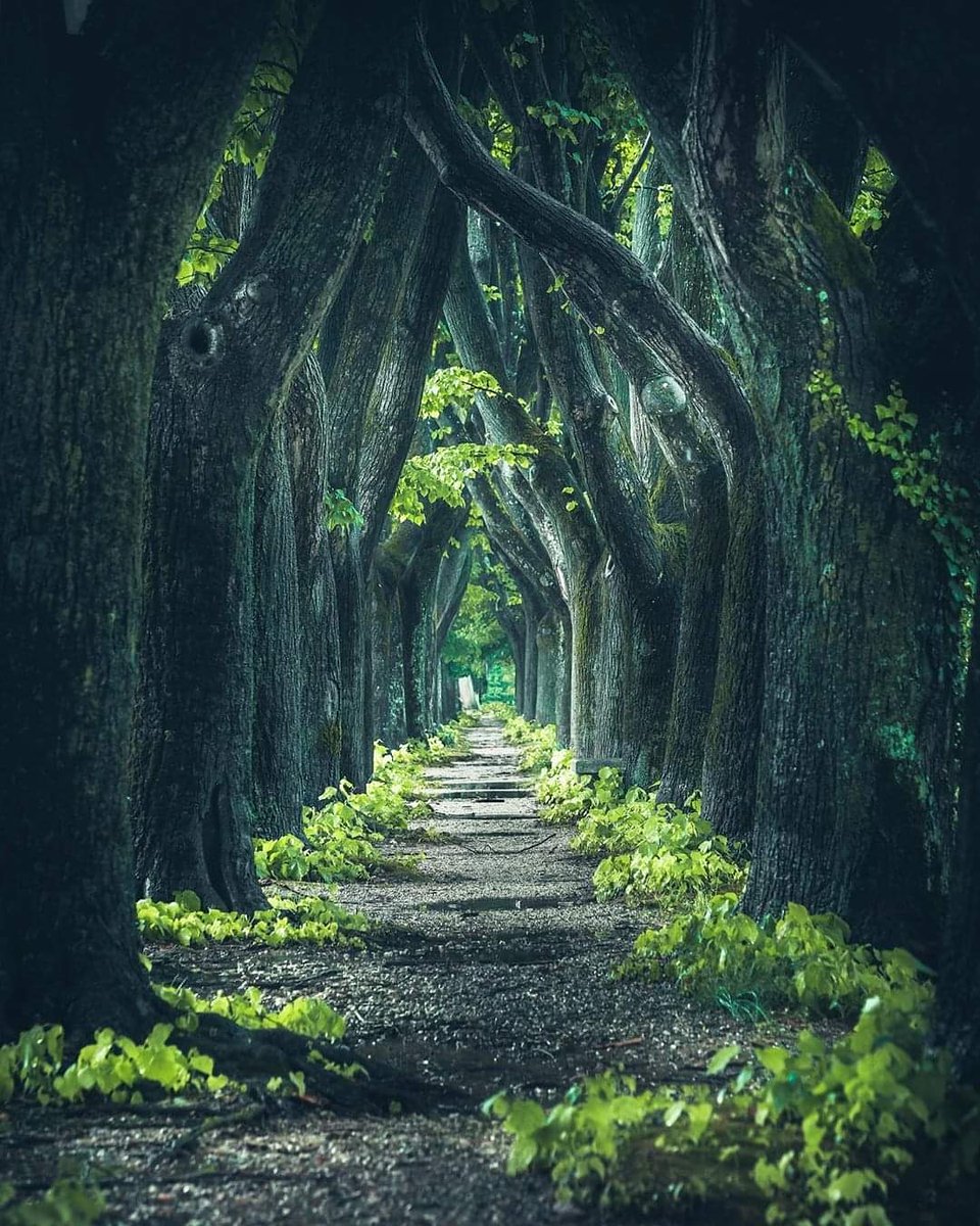 ItalyInTheHeart's tweet photo. 🇮🇹 Toscana (Tuscany)
📷 Italy - Italia
#toscana #tuscany #tunneltree #tunelldeialberi #tree #alberi #magic #mistic #mistico #beautiful #instagood #autumn #summer #spring #amazingphoto #photooftheday #travel #travelplace #travelphoto #italy #italytrip #italytravel #italia #ita https://t.co/hbpcKV5Rkp