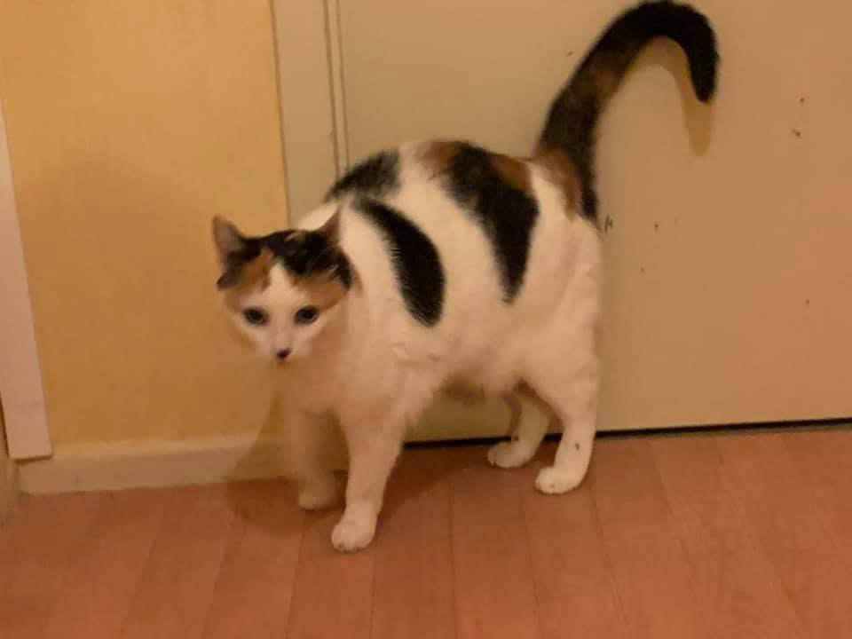 justineducern's tweet photo. URGENCE🆘🆘🆘🆘🆘
TOUJOURS SANS SOLUTION
Recherche  sur RENNES ou BRETAGNE une gentille famille  OU ASSO pour  cette petite chatte 8 ans, identifiée et stérilisée, suite maladies graves de ses 2 maîtres agés, 
(était le seul animal ).
sinon sera mise à la rue 
Me contacter https://t.co/r3WaymsIW0