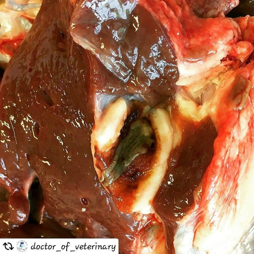 hansjfour's tweet photo. kwa sababu ya kuvuja damu ndani na uharibifu wa ini.
Use the hashtag
👉 #dr_of_veterinary
👉 #v4animals
-----------------------
#toxocara #vetparasitology #diagnosis #parasitology #disease #zoonosis #foodsafty #vetdr #veterinarylab #veterinaryindia #dvm
#veterinários https://t.co/MyTr1kl1r5