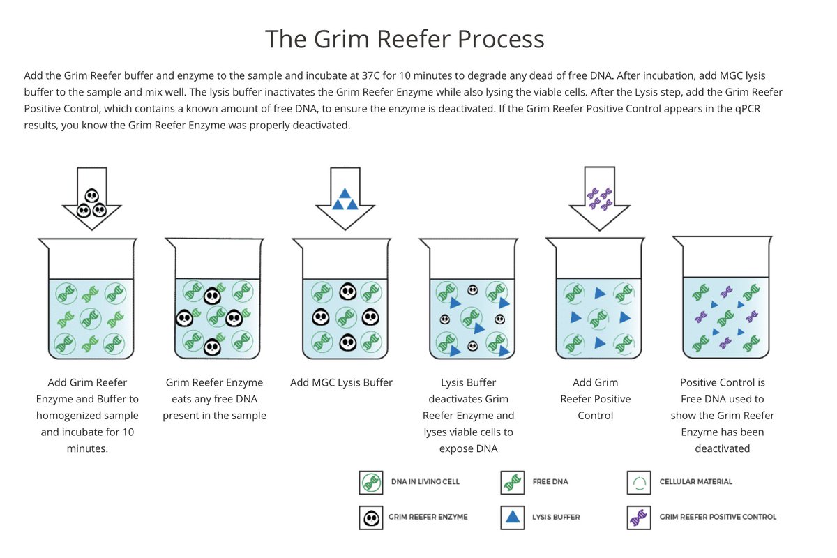 So how do we deal with Live-Dead. Surely there must be dead fungal DNA that makes qPCR over count microbes just like C19?Well, we can play some tricks in the DNA world a little easier. Viable cells can be spun down and dead ones can be erased with nucleases.