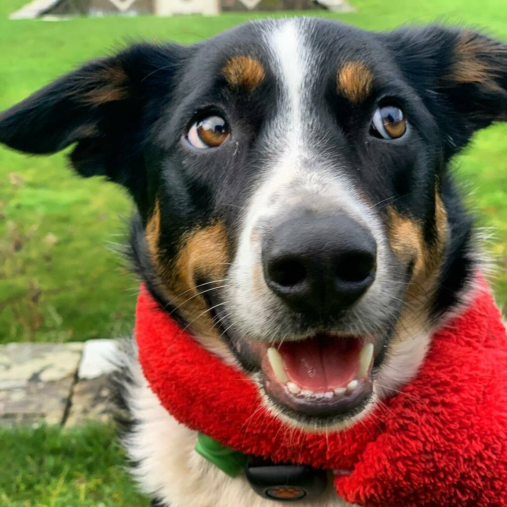 FoundLove_Blog's tweet image. Those mischievous eyes. 👀 Always plotting for the next adventure or spot to play. 🐾 instagr.am/p/CItSthXB7tl/