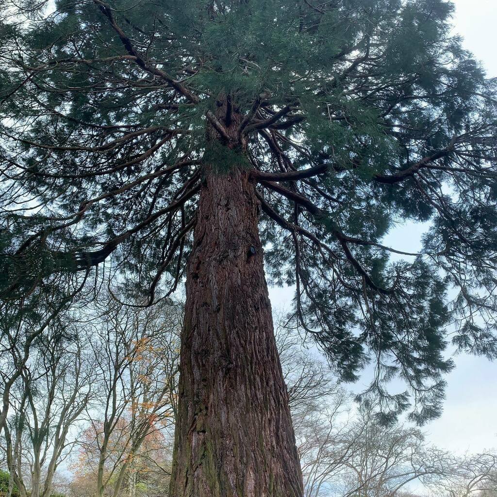 FoundLove_Blog's tweet image. In today’s edition of “The Chronicles of Belinda’s Love of Trees” is this magnificent Sequoia planted in the 1880’s. How small we can feel when standing next to something so grand. 🌲 instagr.am/p/CItTc7AhT5_/