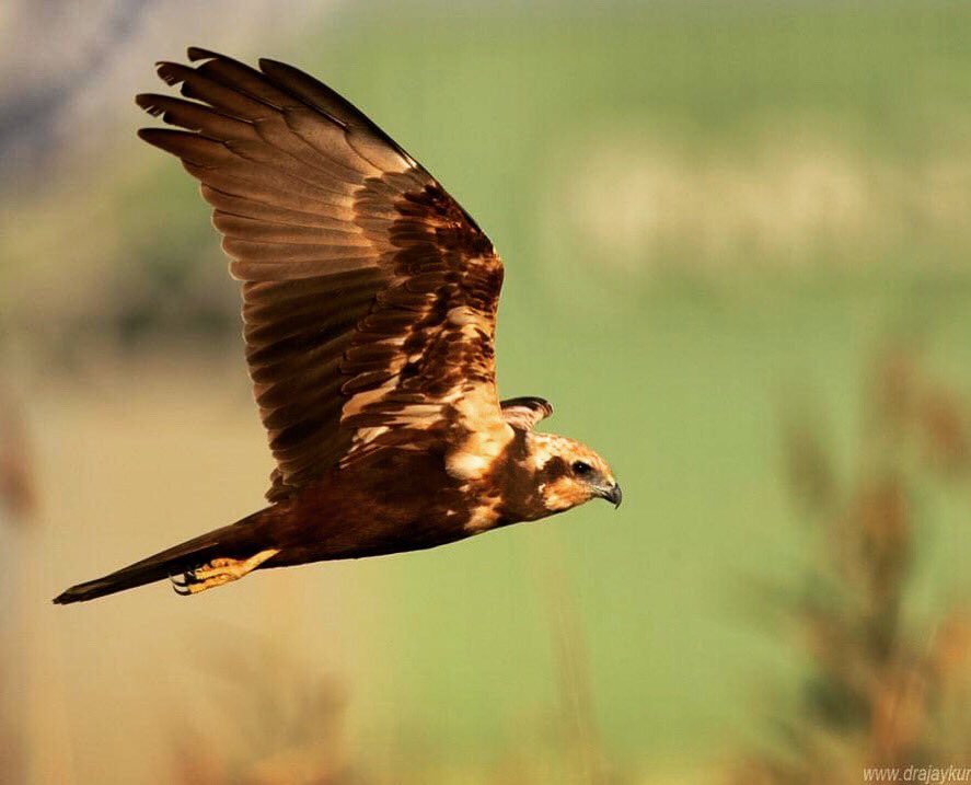 Draksphotos's tweet photo. Eurasian Marsh Harrier,Bahrain
#EurasianMarshHarrier #wildlife #bahrain #MarshHarrier #BirdofPrey #Raptor #IndiAves #AvisBase #Naturephotography #birds https://t.co/uFNb3xjeYq