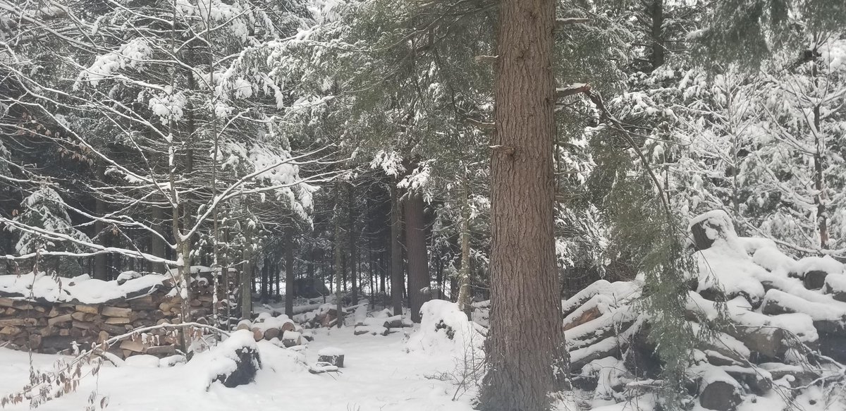 gorgeous_pix's tweet image. My backyard in southern Québec. From u/GoogolGamerTM on Reddit #southernquébec #backyard #winter