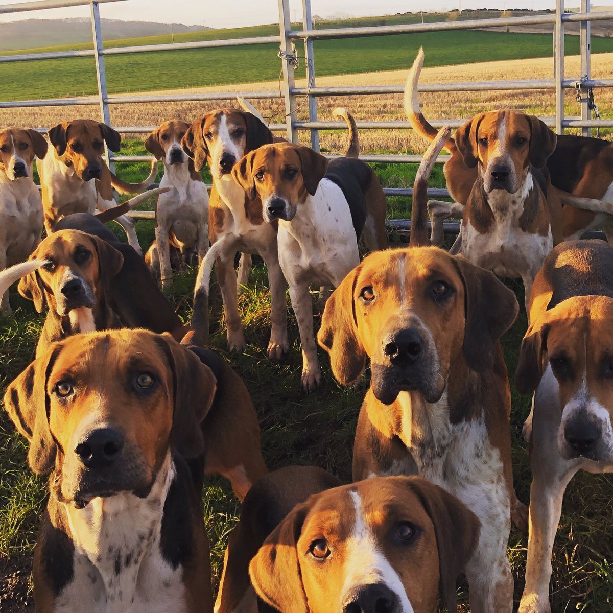 lurcherwork's tweet photo. #hounds #workingdogs #huntingdogs #sportingdogs #hunting #huntingwithdogs #hounds #houndsmen #huntwithhounds #scenthounds #canineathletes #dogs #houndsman #hounddogs #foxhunting #fitforhunting #huntingfitness #keephunting #countrylife #foxcontrol #drivenfox #drivenshootinguk https://t.co/5hahLfcZ4a