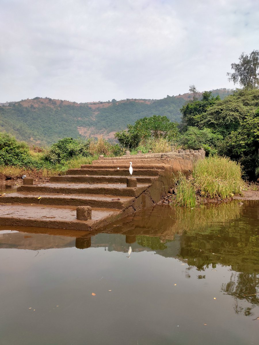 FarmAndFarmers's tweet photo. Captured @ SavitriRiver #Bagula #बगळा https://t.co/EBqH7Nmxua