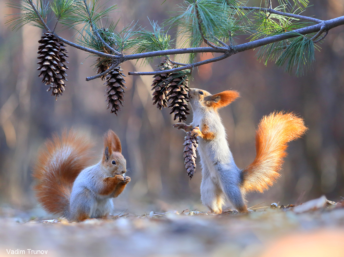 iv_boks's tweet photo. Hello my friends! Wishing everyone a pleasant weekend! But be careful, take care of yourself ..
      😉☕️🍂❄️🐿️
   Lunch time.
  📸 Vadim Trunov
#wild_nature #squirrels #HappyWeekend https://t.co/BtAVZN8tVO