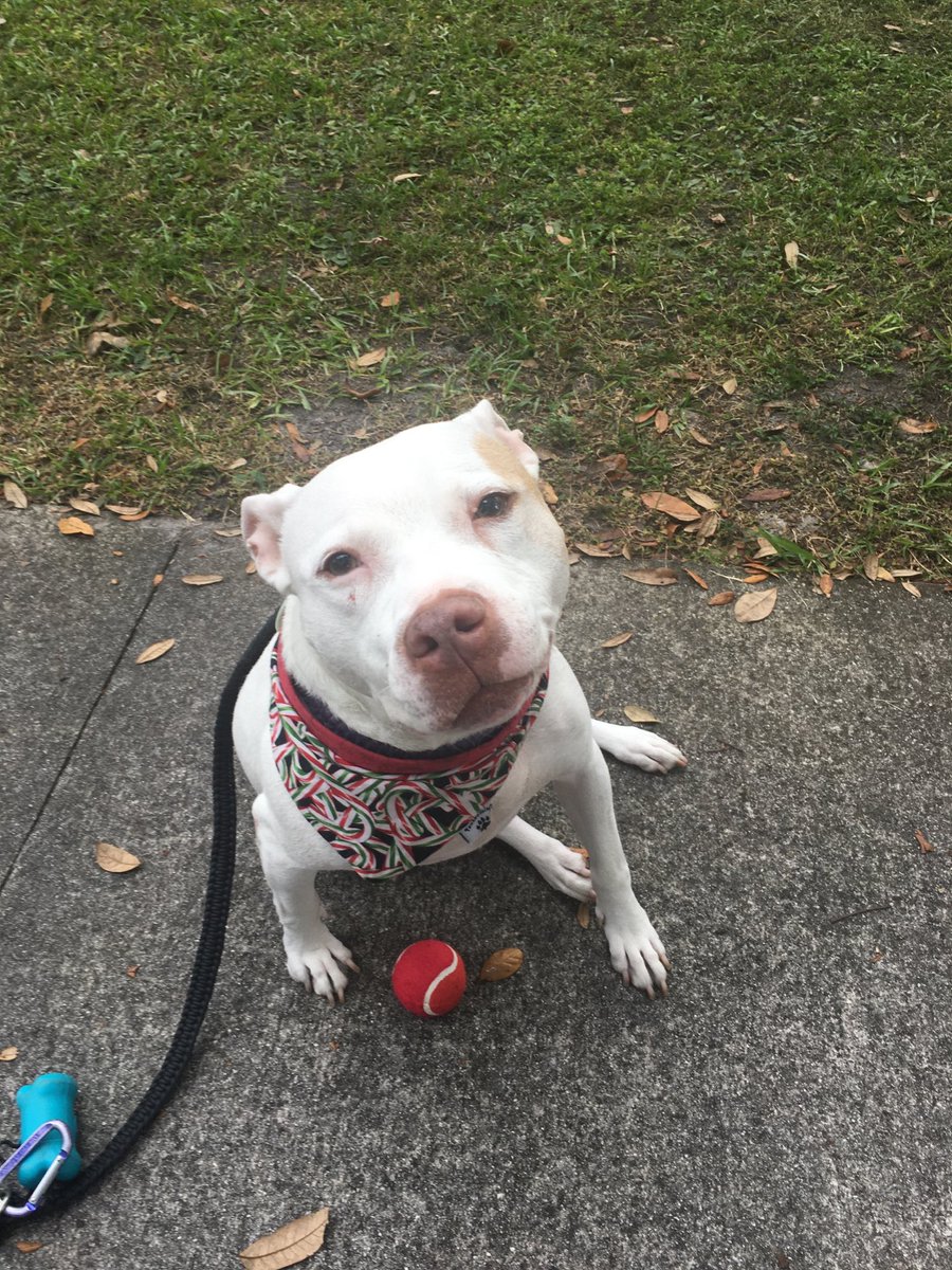ChristyN1213's tweet image. Love the #tradition of the @CityofLakeMary #SantaFloat!  Thank you for fun doggie tennis ball.  Winnie will definitely enjoy!!  #MerryChristmas2020