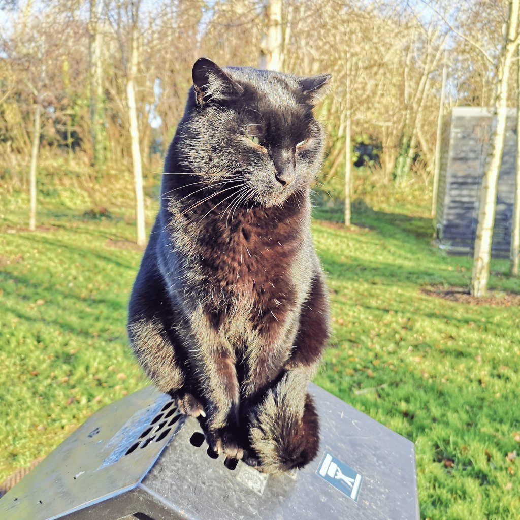 shinyshona's tweet photo. Lunchtime walk to visit @MULibraryCat and checking in lots of new stock #MaynoothLibrary
#SaturdayLibrarian https://t.co/qJNnQ0B4WJ