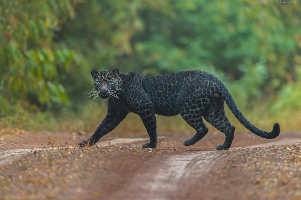 karmanomad's tweet photo. Extraordinary melanistic leopard, picture from Tadoba by Ashutosh Ganage 
https://t.co/nqfaSYJ6bz https://t.co/PSv1fCA5As
