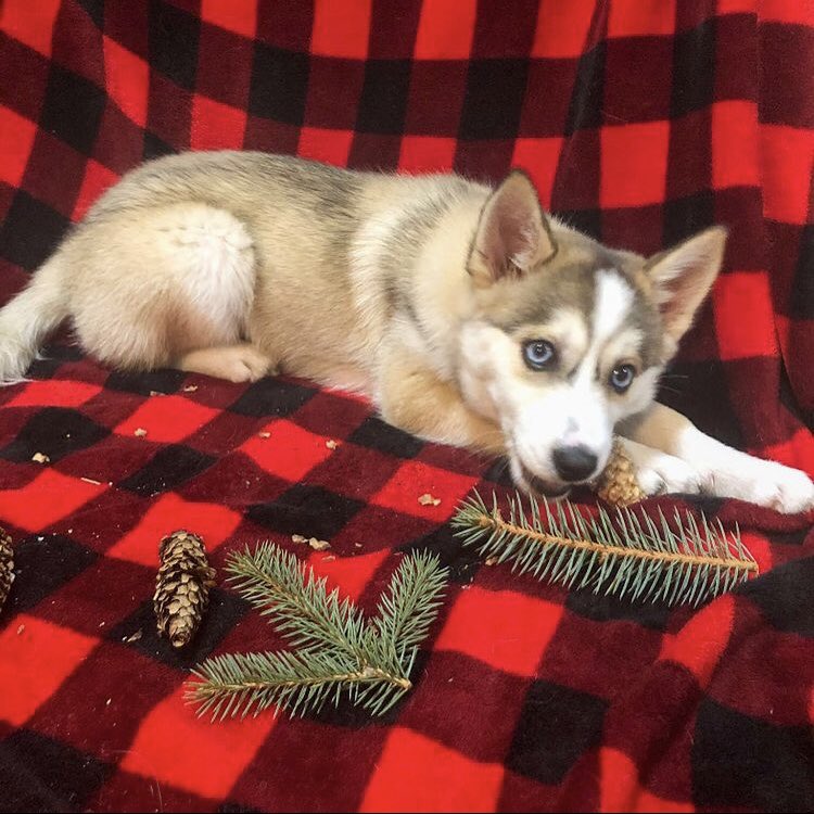 TogoDPomsky's tweet photo. I’m growing. https://t.co/68UL7mUdwn