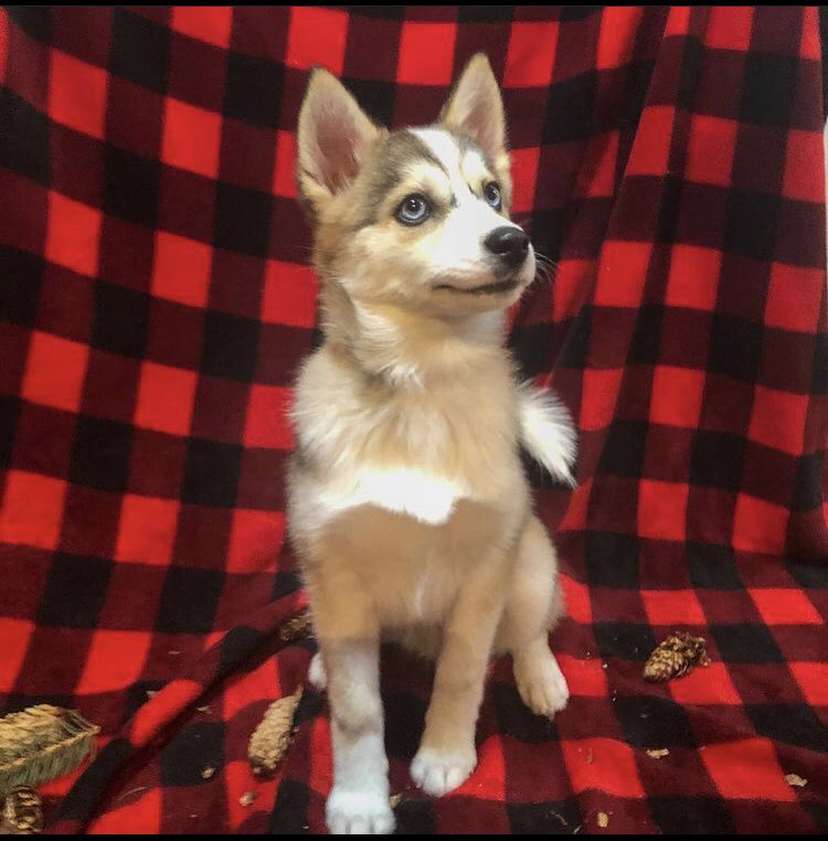TogoDPomsky's tweet photo. I’m growing. https://t.co/68UL7mUdwn
