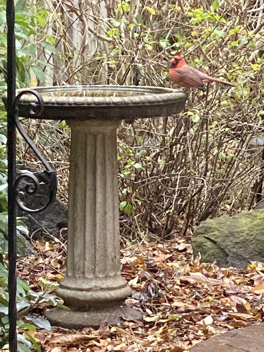 BlindBoyFrost's tweet photo. While talking to my mom on the phone, “my” cardinal showed up for a drink. Call your mom. #saturdaystudio https://t.co/Zgebszj0Un