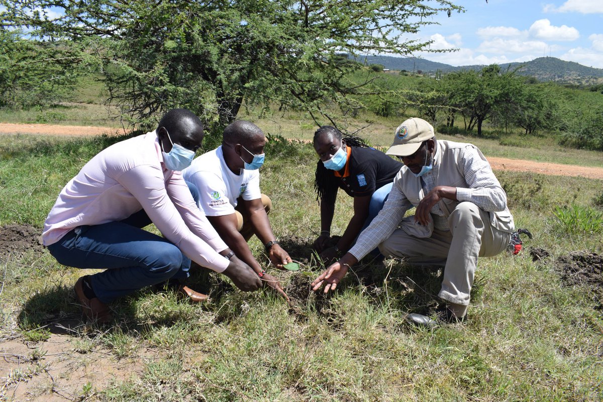 UPOPsKe's tweet photo. Together with CS, Keriako Tobiko &amp; CAS, Hon Mohamed Elmi, this is how the Multilateral Environmental Agreement (MEA's) team celebrated their #JamhuriDay2020. They took part in a #Treeplanting activity in Doldol, Laikipia County.
#TreesForBetterLives
#PandaMitiBoreshaMaisha https://t.co/qXyUR2M8mw