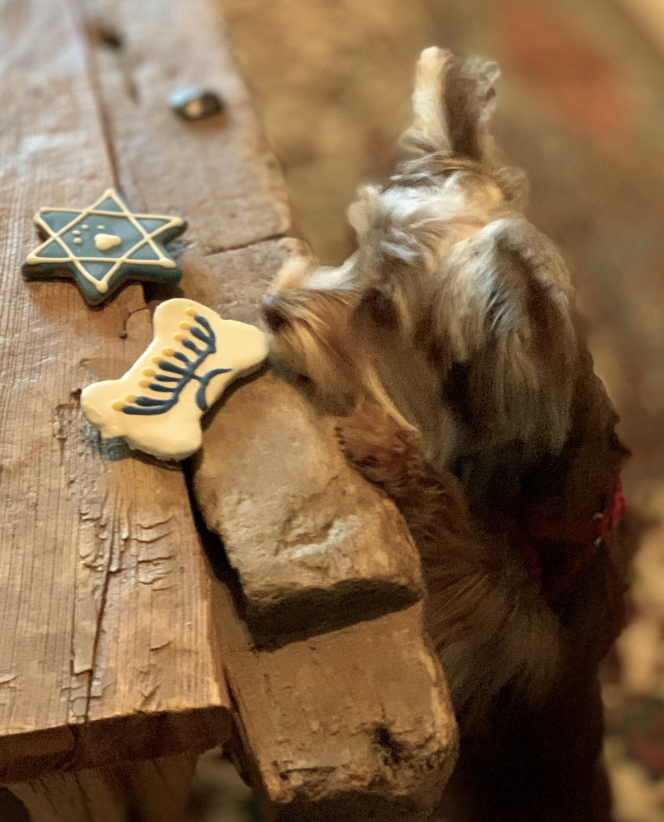 SalvadorsMagic's tweet photo. Happy #Hanukkah :: Although a little late, but hoping all my friends get a little Hanukkah 🕎 doggie 🐶 treat with every candles lit! #grateful #ChocolateYorkie #MagicSalvador #yorkie #yorkielife #puppy #puppies #dogsofhanukkah https://t.co/QkK8ggbcEO