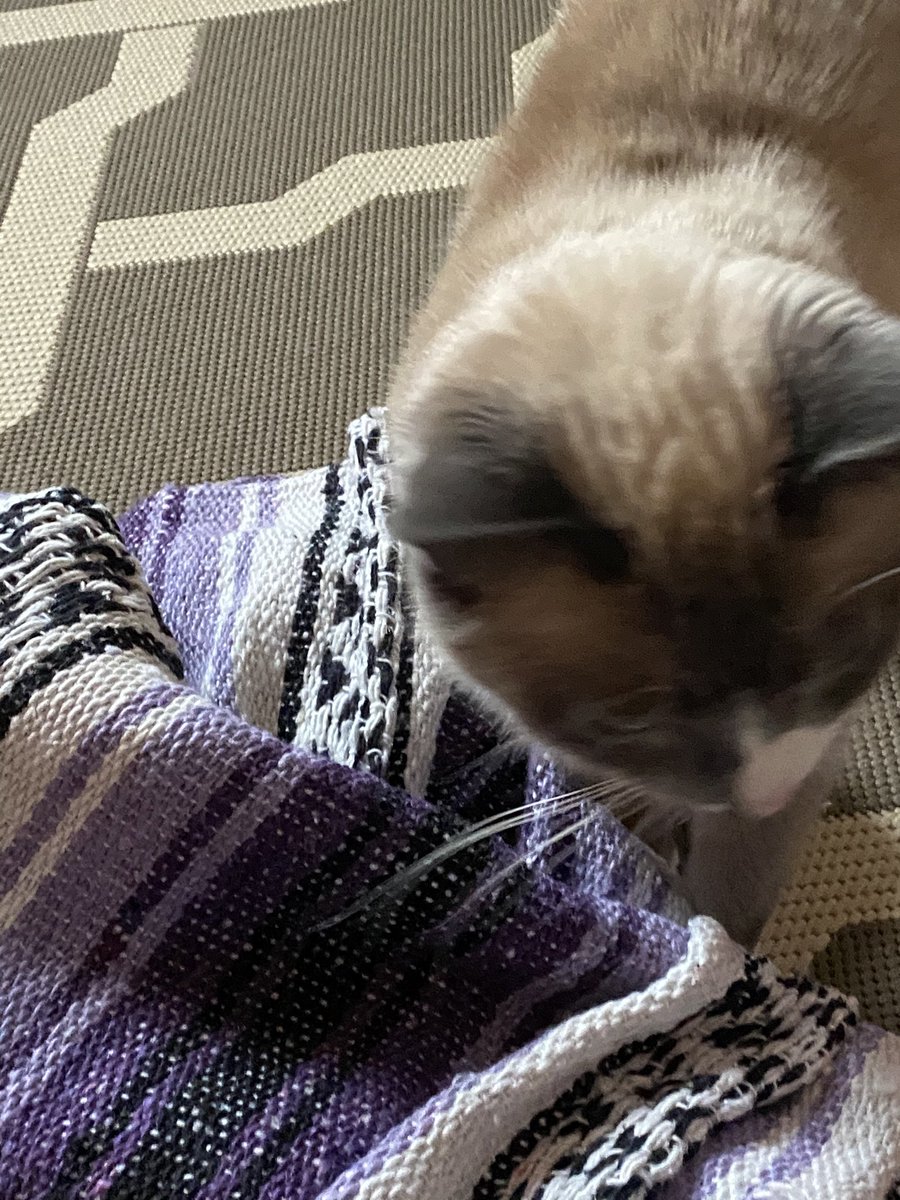 INFJyogini's tweet photo. My shavasana buddy waiting impatiently. He jumped on my thigh during low lunge today &amp; stood happily-someday my crescent will be that angled &amp; he can do the same #yoga #yogagoals https://t.co/5zCjPWNCWR