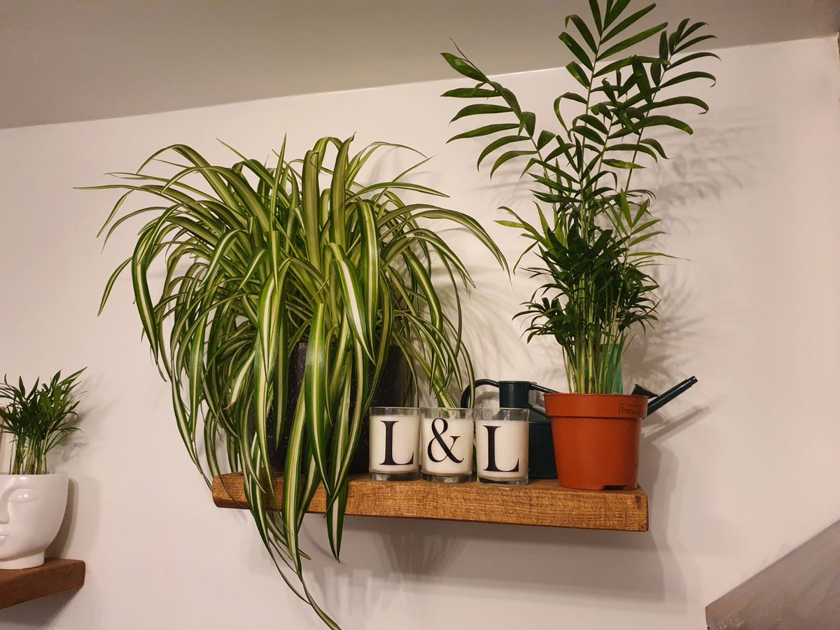 MissBeale1's tweet photo. May the plant obsession begin! 🪴🪴🪴 https://t.co/CjFQeFDN1j