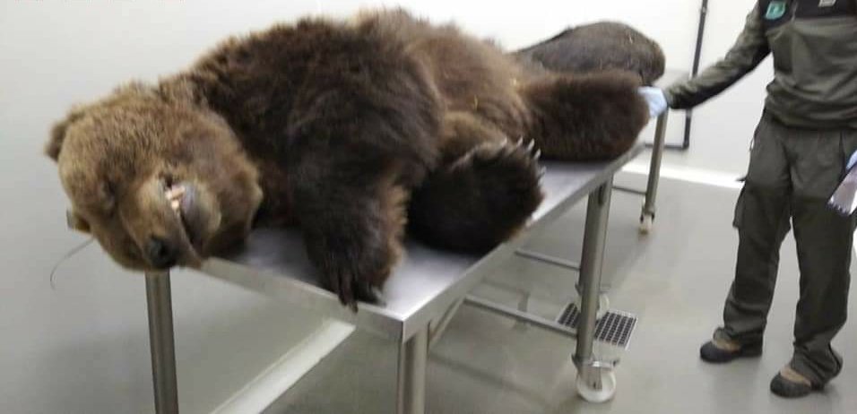 NovaEucaria's tweet photo. [🔴🐻] La necropsia va determinar que #Chachou va patir una agonia llarga i horrible abans de morir.

👉 La mort s’hauria produït els dies 8 o 9 d’abril, mentre que l’enverinament s'hauria efectuat entre els dies 26 i 27 de març.

#JustíciaPerCachou 
#AltPirineuAranAndorra https://t.co/N8Z0122dvC