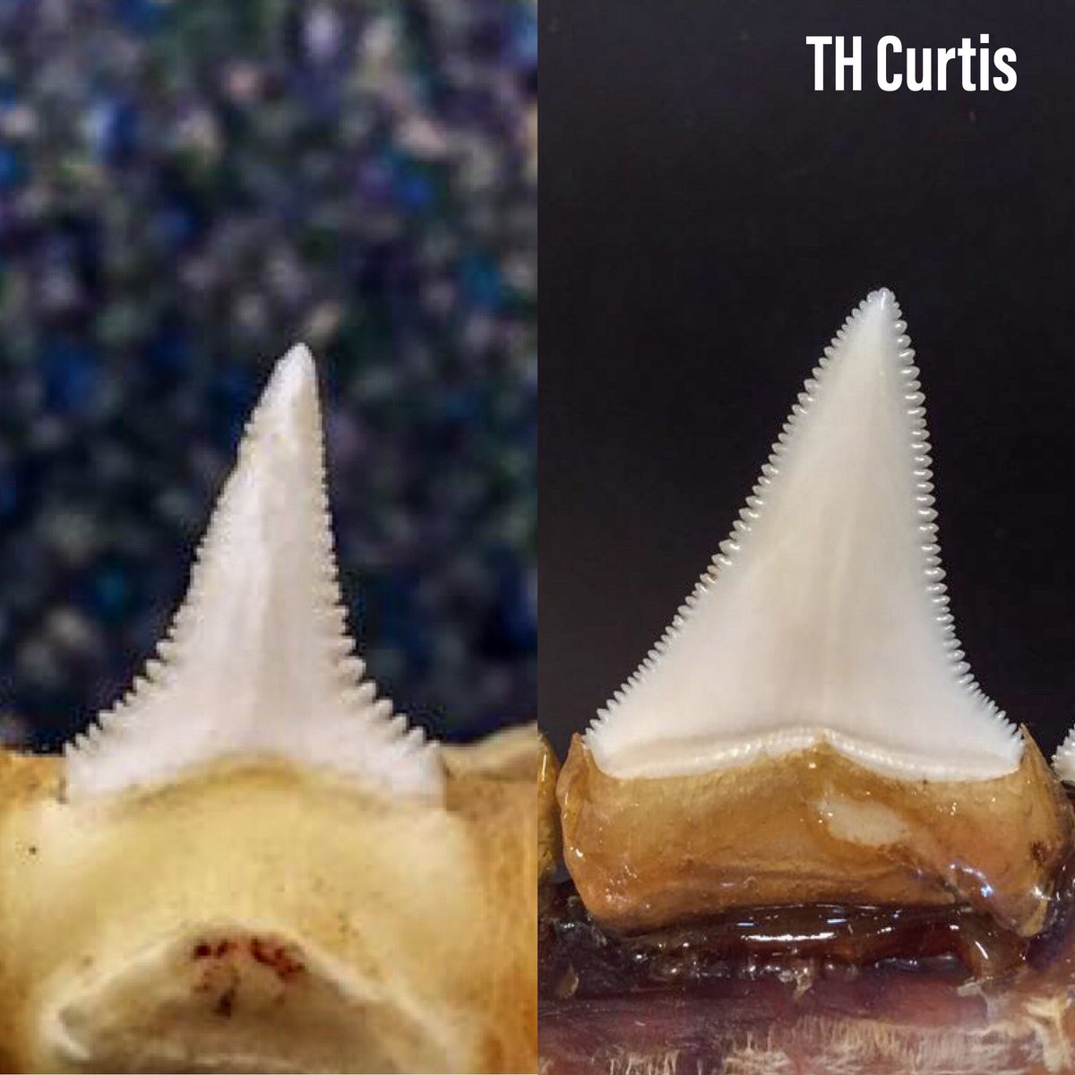 Dr Tobey Curtis tweet media