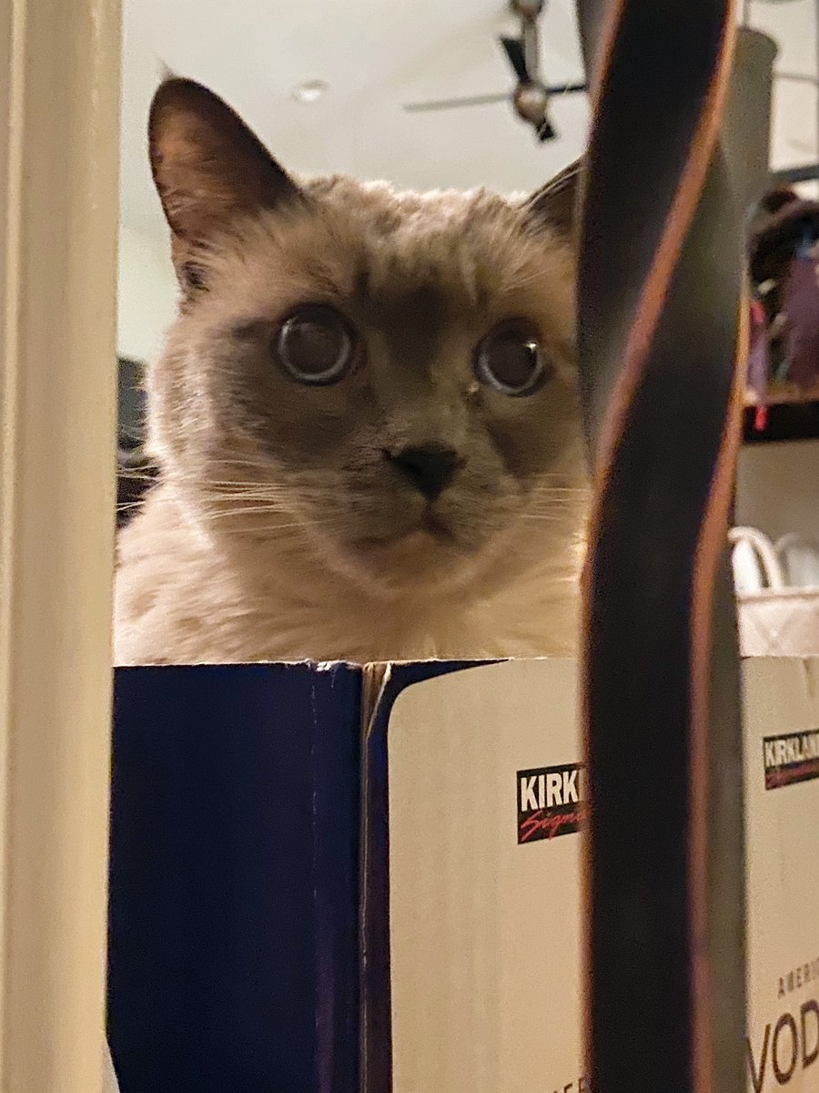 Scaredycat Hospital tweet media