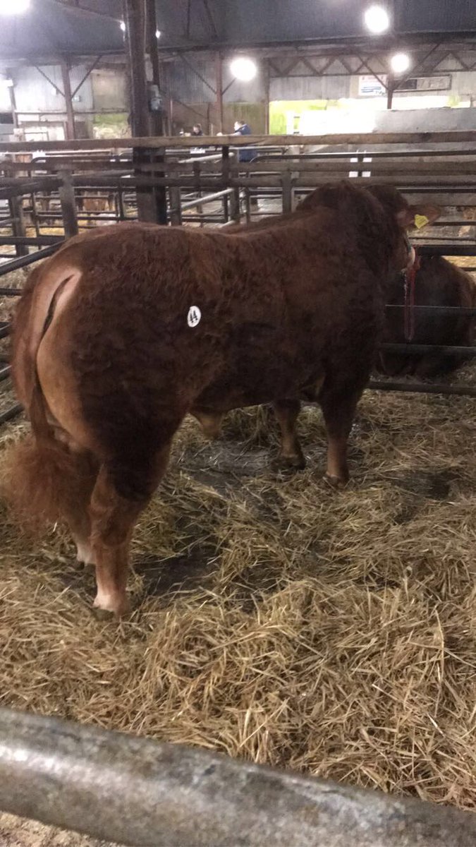 JamesHillsbrook's tweet photo. Delighted with my purchase from last night’s Limousin sale in Tuam! Son of Whinfellpark Lomu and should make a good Terminal bull! ⁦@irishlimousin⁩ https://t.co/lJkB6nWIJP