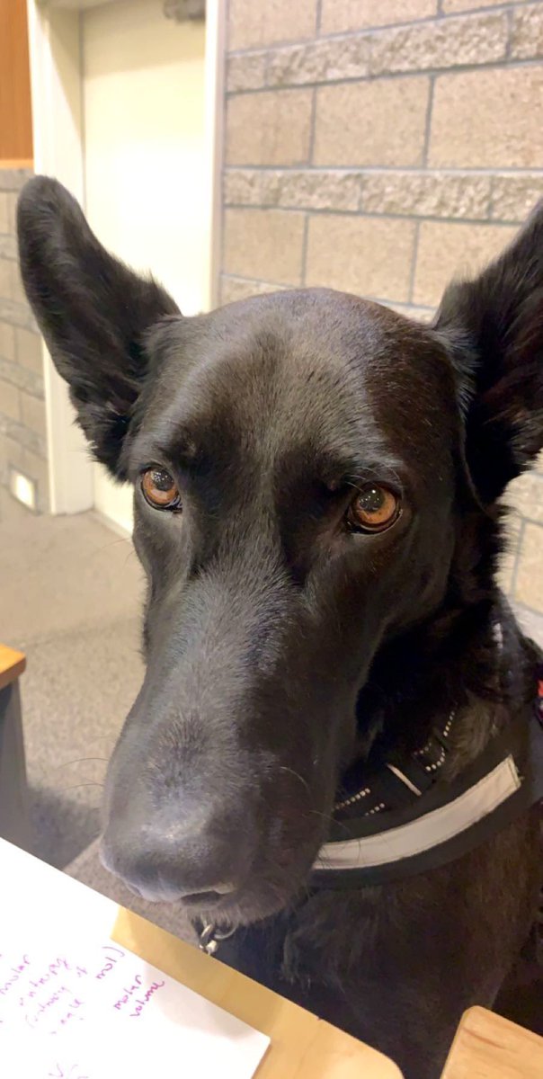 ZulaServiceDog tweet picture