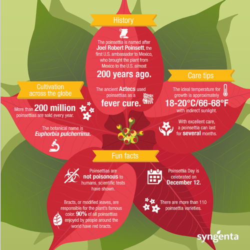 syngentacanada's tweet photo. It’s National #PointsettiaDay! Enjoy these fun facts &amp; care tips! https://t.co/PhsSAxxYp5