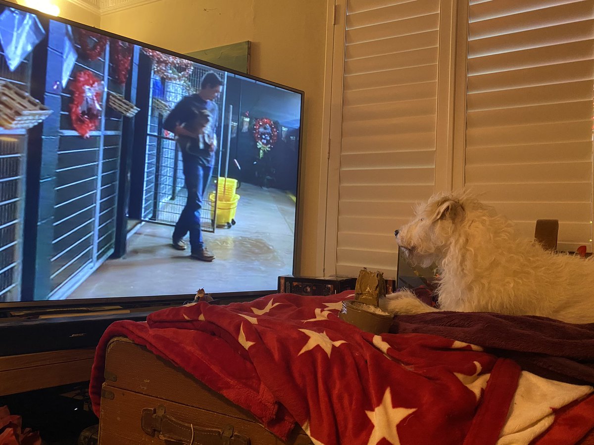 HowardsWayOut's tweet photo. I’m watching one of my favourite high drama Christmas movies #12DogDaysofChristmas written by @JakeHelgren who also wrote my other favourite Christmas movie #ADogwalkersChristmasTale - this one is all about getting rescue dogs homes! 💖 #Dogglebox #HowardLovesMovies https://t.co/uCzQFP3Xoi