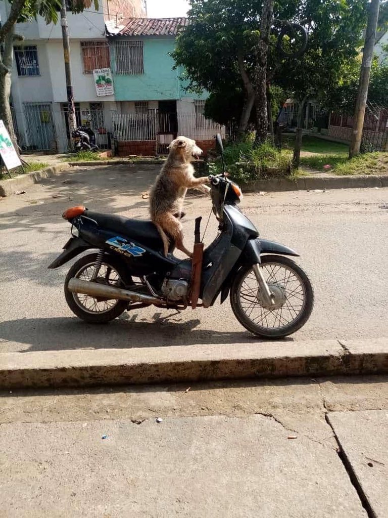 SANCOLIBARRA's tweet photo. El de llama káiser de #Jamundi fiel compañero de su papito humano ! besos papasito 🥰🐾 @PlataformaALTO @NoticieroAnimal @PlataformaALTO @JuanKarloslos @CarrillonavasG @somosraya @ProteccionPonal @maomontenegro @metaanto @reporteroanimal #FundacionAnimalistaSanMiguel https://t.co/YhptnQqEXK