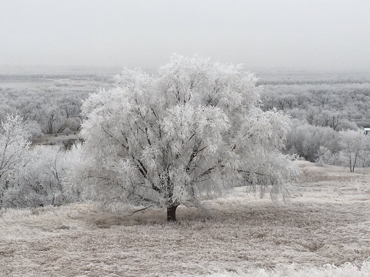 SNKunze's tweet photo. A frosty morning in the neighborhood https://t.co/rqZ8j1uyys