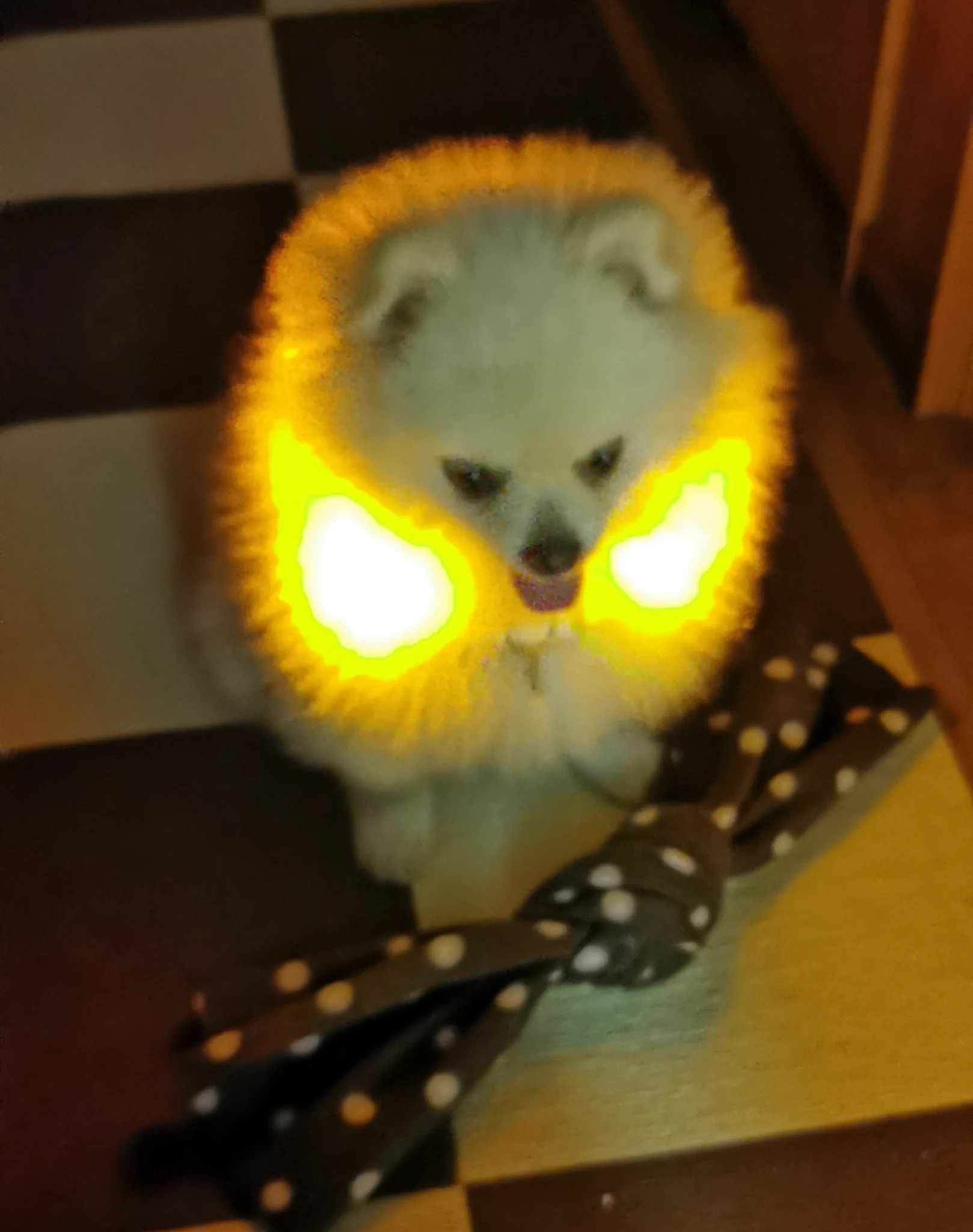 @daihukuchaaaaan FF外から失礼します。
色に迷って黄色にしましたが、ポメの毛の長さだと毛が光ってて不思議な生き物になりますね。 