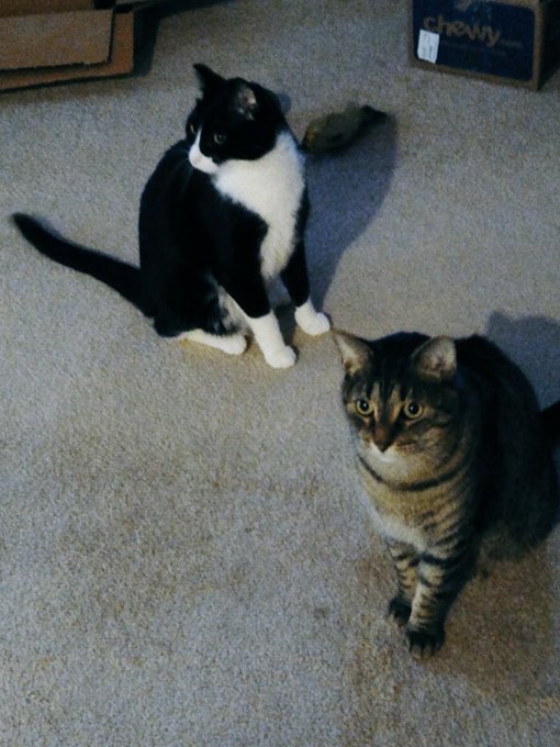 Happy Caturday.  My little monsters.🙂😼 https://t.co/AV89rR6mjC<a href="/tag/newprofilepic"class="tags"><span>#newprofilepic</span></a>