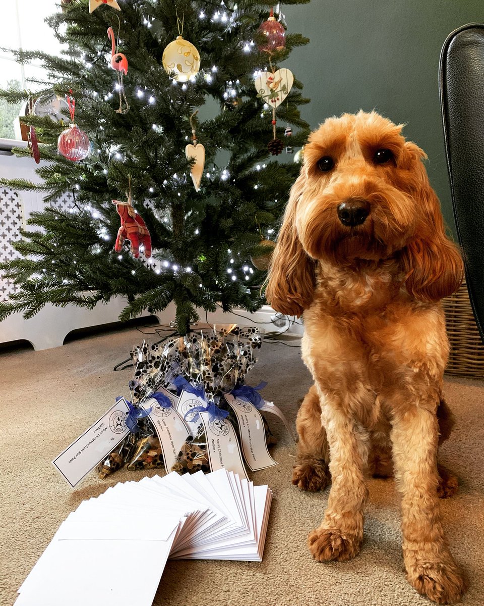Bella has been helping to get the cards and gifts ready for her friends. She even taste-tested the treats to make sure they are pawfect! 🎄🐾 #Christmas #DogsofTwittter #cockapoo #Lincolnshire #SmallBusiness