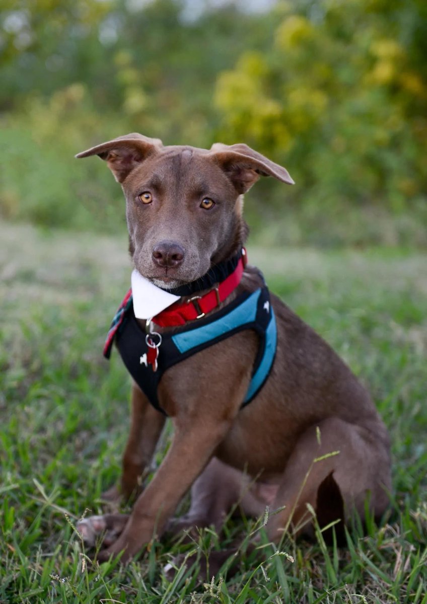 Choco has been waiting for a looong time :(
His wish for Santa is to be in his furever home for this Christmas. Please, share to make this happen.
bullluvablepaws.org/choco

#DogsofTwittter #dogsofinstagram #Dog #AdoptDontShop #RescueDogs #RescueChristmas  #Dallas #DallasTX #RESCUE