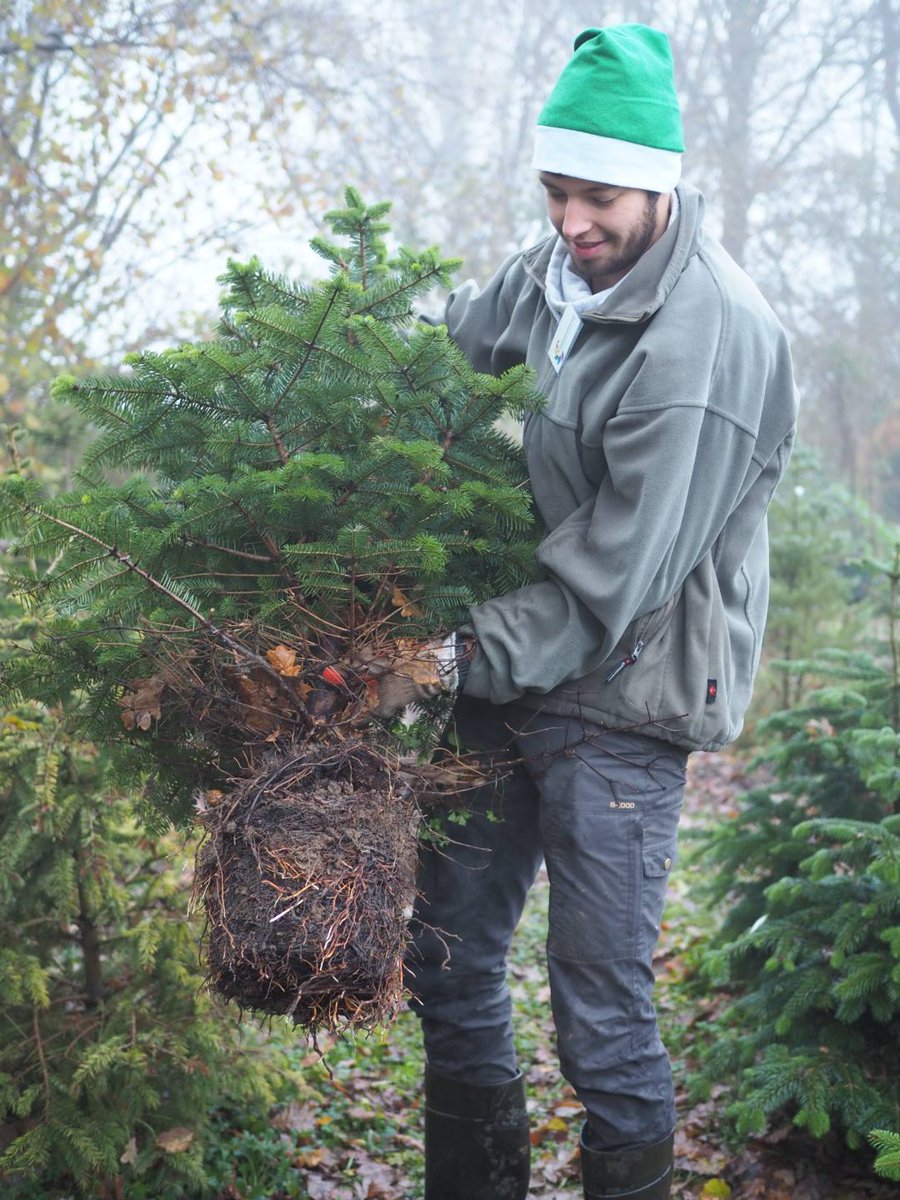 KNIJ_2025's tweet photo. Vandaag zijn de kerstbomen 🌲🌲 uit onze logeertuin opgehaald. Zoals je kunt zien op de foto's zijn de duurzame, herplantbare kerstbomen van @Intratuin030  erg mooi gebleven! Nog een boom nodig? Ook dit jaar zijn ze er weer. #ijsselstein #duurzamekerst #groenekerst https://t.co/CrchNzTNVv