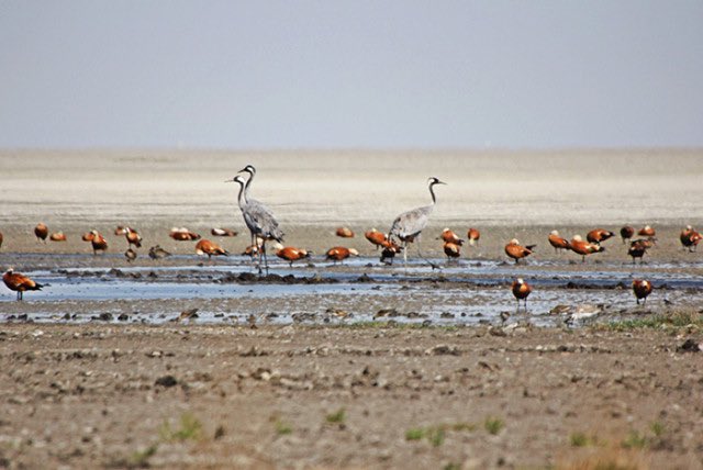 Türkiye'nin yanlış su yönetiminin sonucu olarak bir başka acı tabloyla karşı karşıyayız.

Binlerce canlının yaşam alanı olan ve göçmen kuşların göç yolları üzerinde bulunan #SeyfeGölü yok olma tehlikesiyle karşı karşıya. ++ 

#SeyfeGölünüYaşatalım
