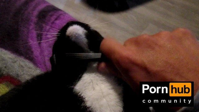 You've been asking... new video up on PornhubModels: https://t.co/lSxtTPl6b0 https://t.co/DqDHp9OSd7