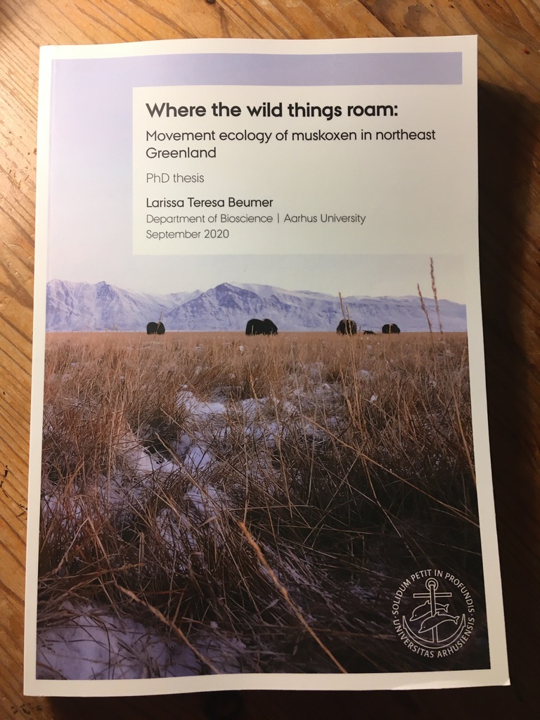 Proud to say that I am now a doctor of muskox philosophy! I defended my thesis on #muskox #movementecology last Wed + still can’t really believe it’s over! The last 3 years were such a blast – and privilege! – and I am so grateful to all the inspiring people I met along the way!