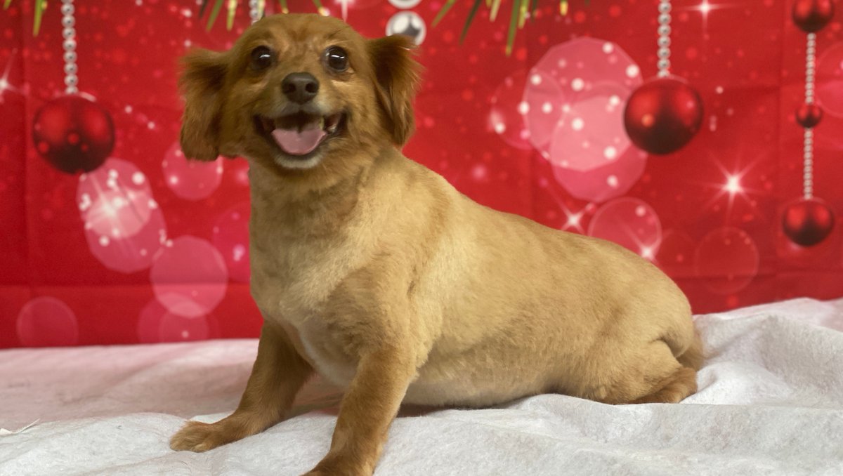Bellas_express's tweet photo. Happy Pup!

#dachshund #dachshundsofinstagram #sausagedog #dogsofinstagram #dog #doxie #dachshundoftheday #dachshundlove #dachshundpuppy #puppy #dogs #love #wienerdog #doxiesofinstagram #minidachshund #sausagedogcentral #dachshunds #dogstagram #instadog #miniaturedachshund https://t.co/9yU0RzCpIS