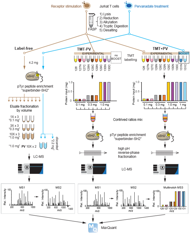 molcellprot's tweet photo. "The BOOST strategy can potentially be applied in analyses of other PTMs here treatments that broadly elevate the levels of those modifications across the #proteome are available."

Paper in Press: " TMT PV BOOST channel expands pTyr quantitation depth"

https://t.co/EAg3n07KFS https://t.co/aEZT1jrtJN