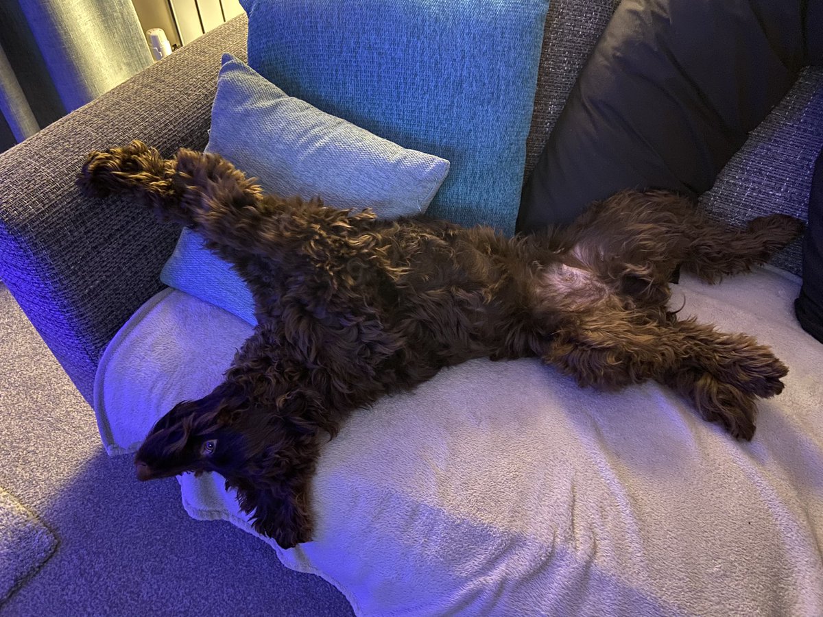 dougiebader's tweet image. I think my dog is a tad tired?!?! @karencolly