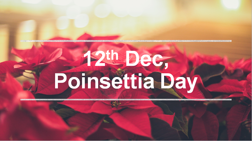 edbrix's tweet image. Day to celebrate the ever-popular red flower used around Christmas! #flowerstagram #instaflower #bestday 😍 🌹