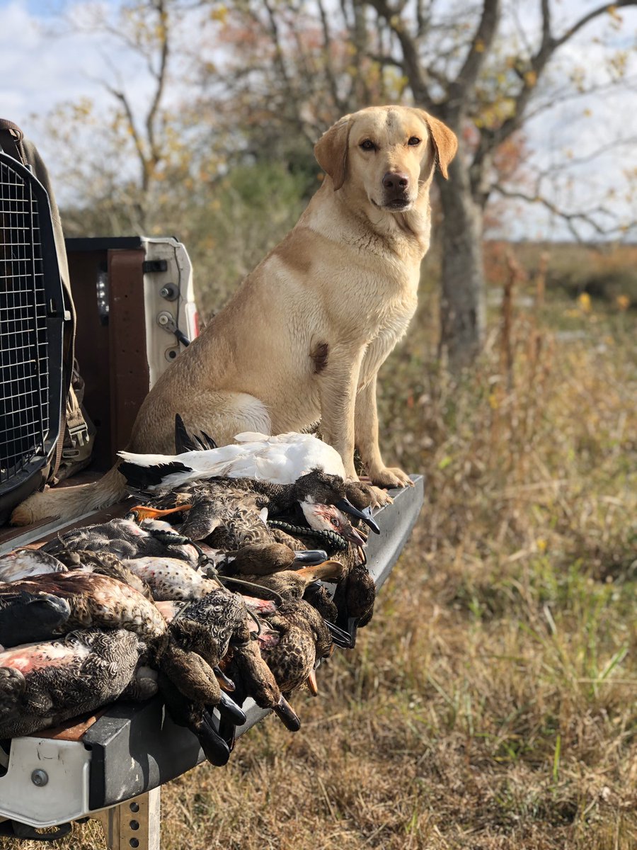 I would like y’all to see the most photogenic dog ever. You’re welcome