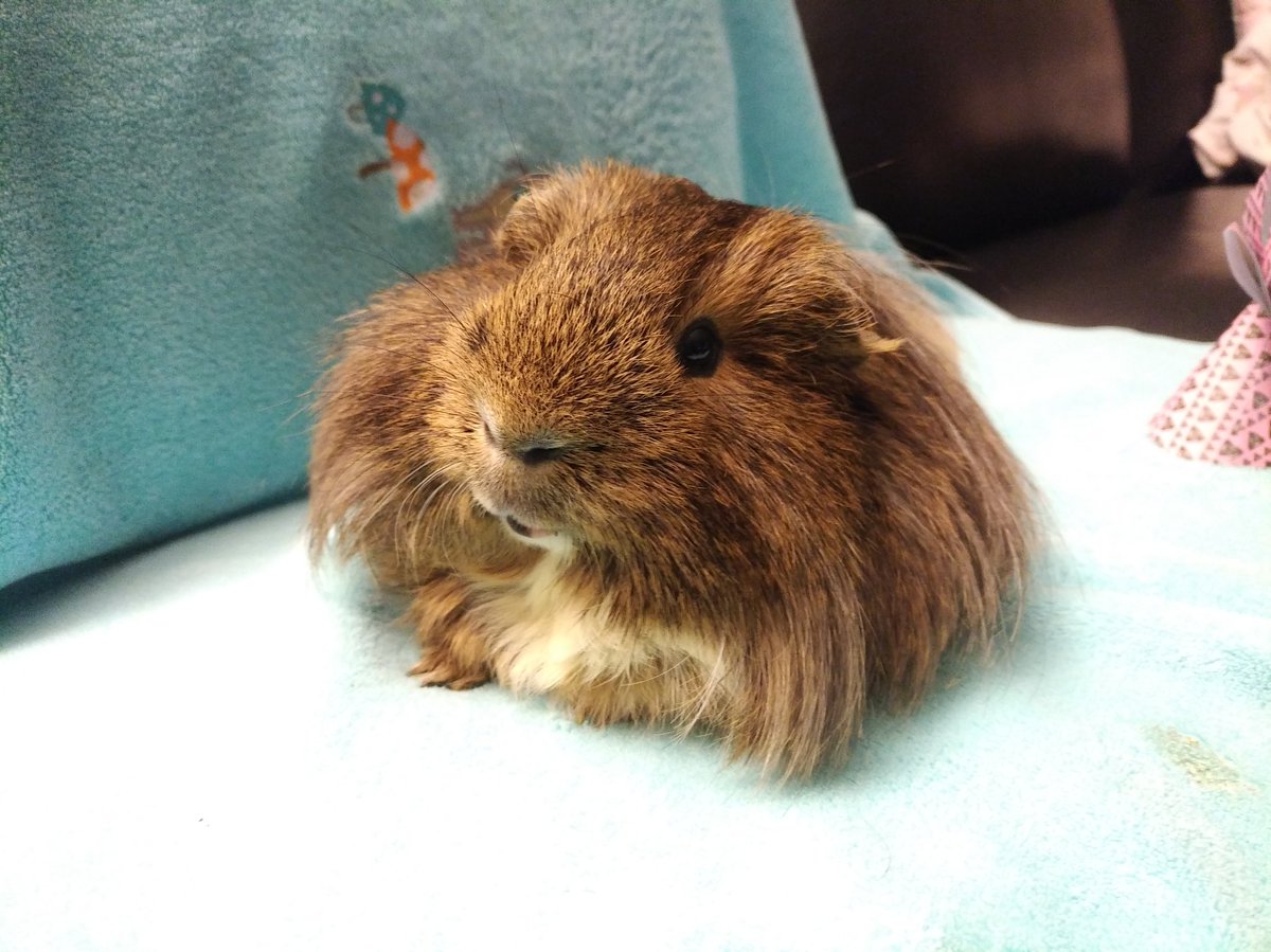 charlie_piggie's tweet photo. Oh so very fluffy #SweetCharlie #furry #cute #SaturdayMorning #guineapig https://t.co/5vHnoKmgXw